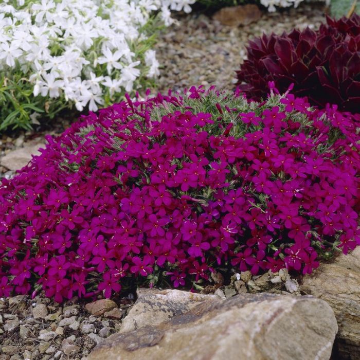 Phlox douglasii 'Crackerjack' - Vlambloem