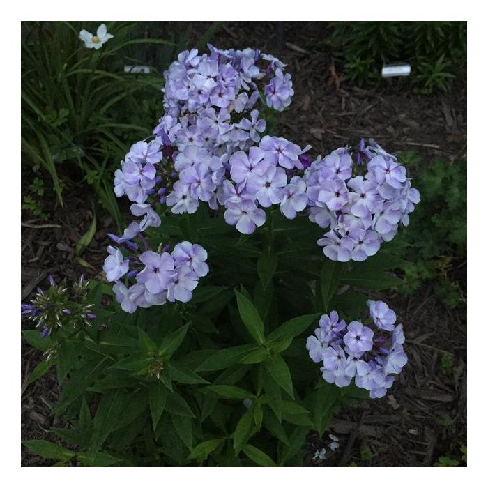 Phlox paniculata 'Flame Blue' - Vlambloem