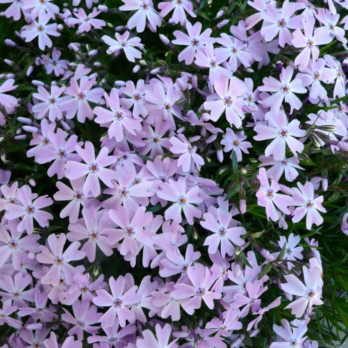 Phlox\u0020subulata\u0020\u0027GF\u0020Wilson\u0027\u0020\u002D\u0020Kruipphlox Phlox\u0020subulata\u0020\u0027GF\u0020Wilson\u0027\u0020\u002D\u0020Kruipphlox