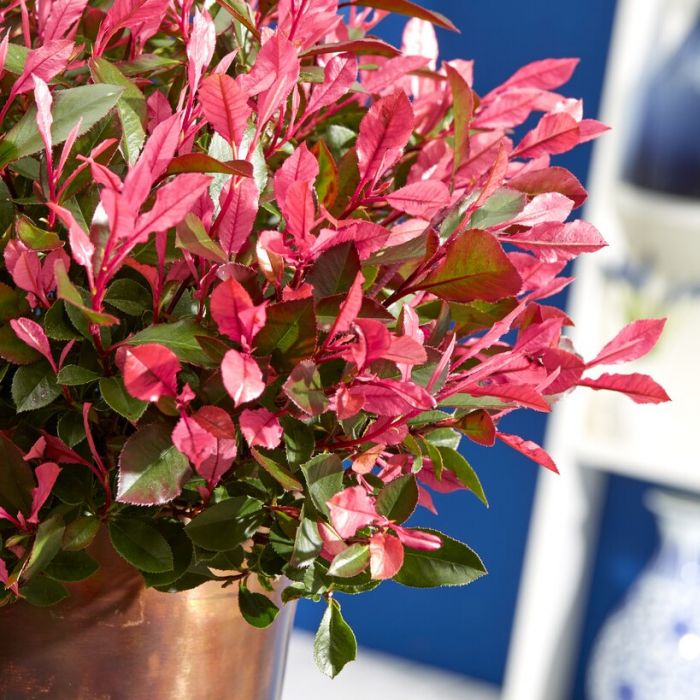 Photinia fraseri 'Little Fenna' - Glansmispel 