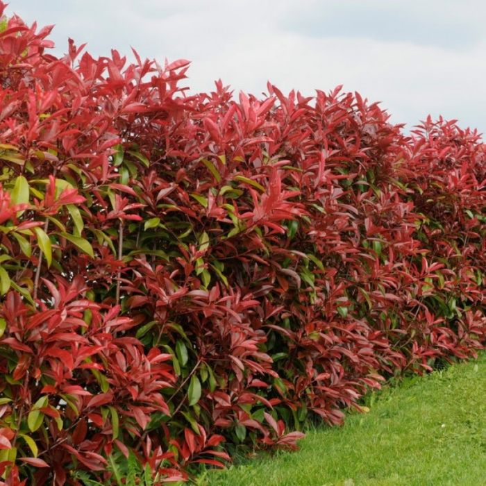 Photinia fraseri 'Red Robin' - Glansmispel