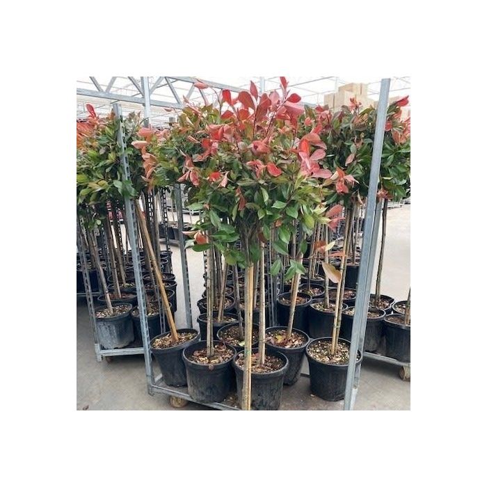 Photinia fraseri 'Red Robin' op Stam - Glansmispel