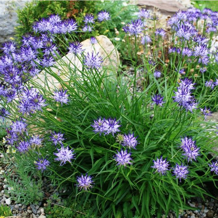 Phyteuma scheuchzeri - Rapunzel
