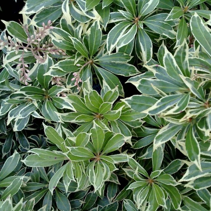 Pieris japonica 'Variegata' - Rotsheide