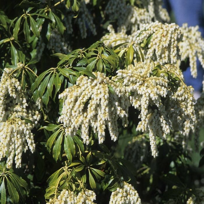 Pieris\u0020japonica\u0020\u0027White\u0020Cascade\u0027\u0020\u002D\u0020Rotsheide Pieris\u0020japonica\u0020\u0027White\u0020Cascade\u0027\u0020\u002D\u0020Rotsheide