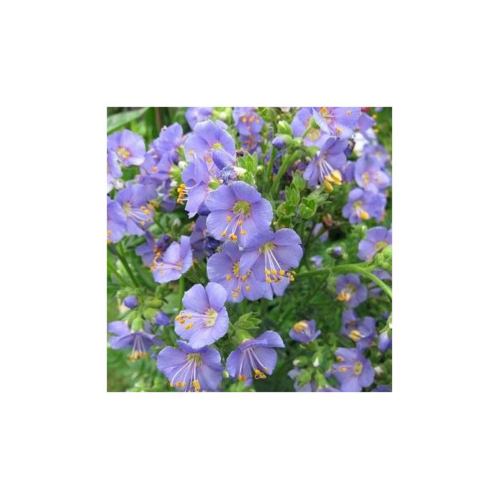 Polemonium caeruleum - Jacobsladder