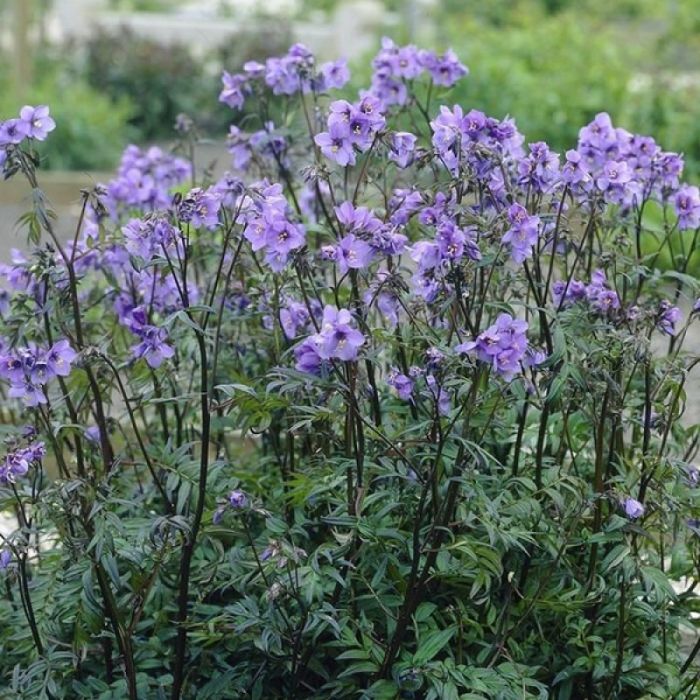 Polemonium\u0020yezoense\u0020\u0027Bressingham\u0020Purple\u0027\u0020\u002D\u0020Jacobsladder Polemonium\u0020yezoense\u0020\u0027Bressingham\u0020Purple\u0027\u0020\u002D\u0020Jacobsladder