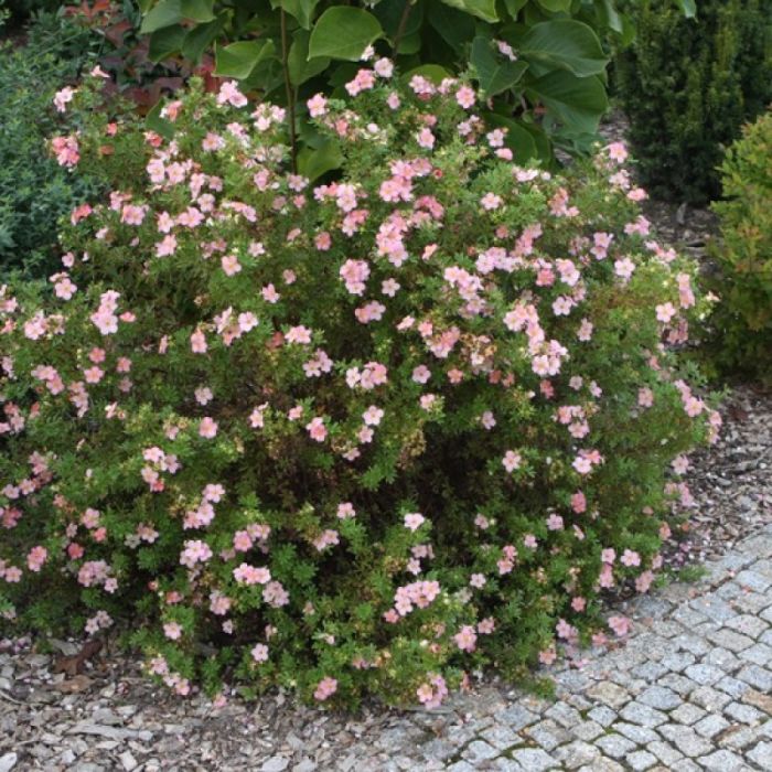 Potentilla\u0020fruticosa\u0020\u0027Pink\u0020Queen\u0027\u0020\u002D\u0020Struikganzerik Potentilla\u0020fruticosa\u0020\u0027Pink\u0020Queen\u0027\u0020\u002D\u0020Struikganzerik