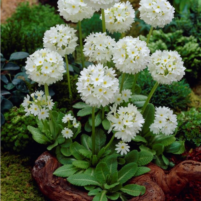 Primula japonica 'Alba' - Sleutelbloem