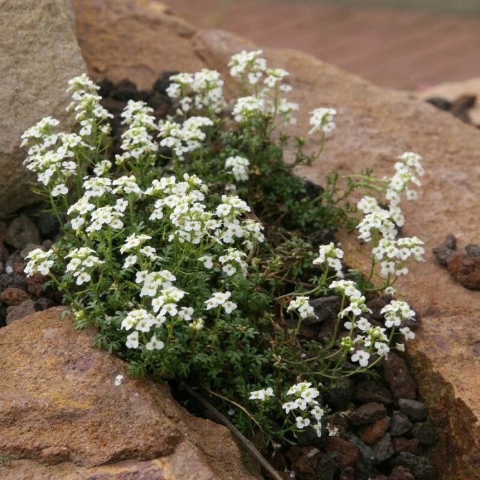 Pritzelago alpina - Gemskers