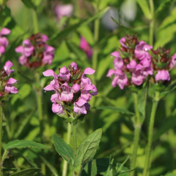 Prunella grandiflora 'Bella Pink' - Bijenkorfje