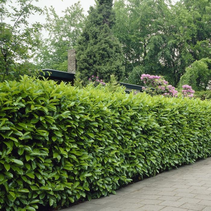 50 x Prunus 'Rotundifolia' - Laurierhaag 100-125cm 