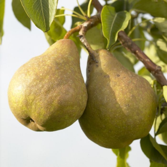Pyrus\u0020communis\u0020\u0027Gieser\u0020Wildeman\u0027\u0020\u002D\u0020Stoofpeer Pyrus\u0020communis\u0020\u0027Gieser\u0020Wildeman\u0027\u0020\u002D\u0020Stoofpeer
