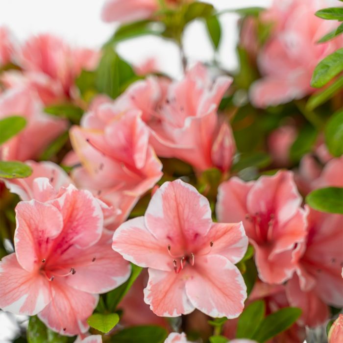 Rhododendron\u0020Encore\u0020\u0027Sunburst\u0027\u0020\u002D\u0020Dwergrhododendron Rhododendron\u0020Encore\u0020\u0027Sunburst\u0027\u0020\u002D\u0020Dwergrhododendron