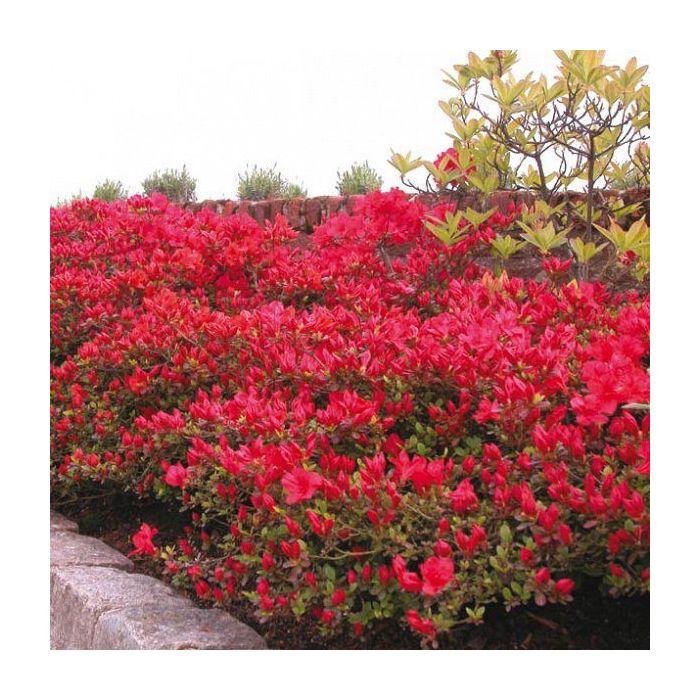 Rhododendron 'Moederkensdag' - Azalea