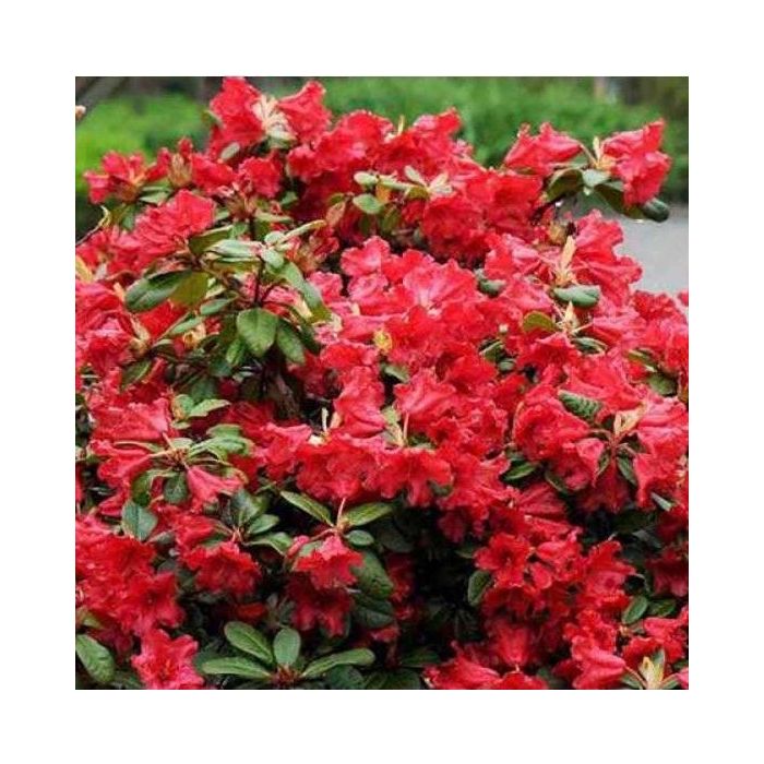 Rhododendron 'Scarlet Wonder' - Dwergrhododendron