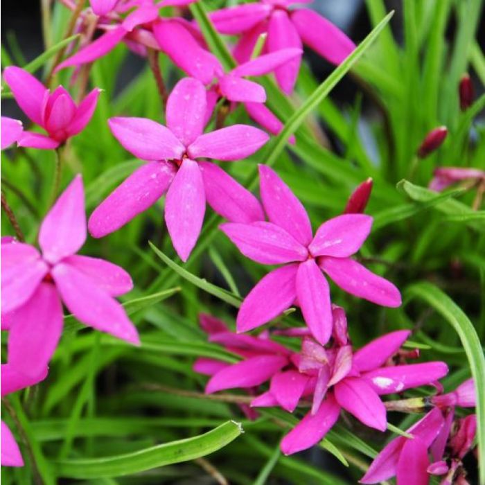 Rhodohypoxis\u0020\u0027Donald\u0020Man\u0027\u0020\u002D\u0020Sterretjesgras\u0020of\u0020Roodsterretje Rhodohypoxis\u0020\u0027Donald\u0020Man\u0027\u0020\u002D\u0020Sterretjesgras\u0020of\u0020Roodsterretje