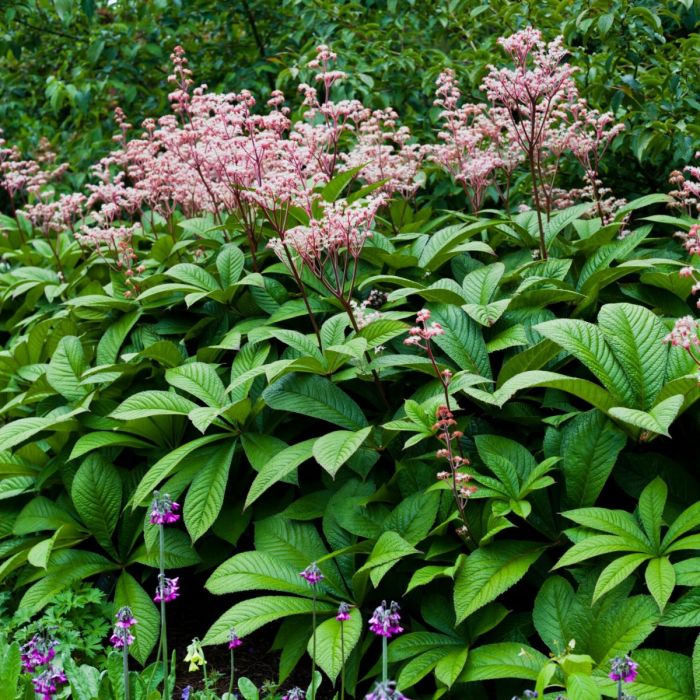 Rodgersia Henrici - Schout-Bij-Nacht