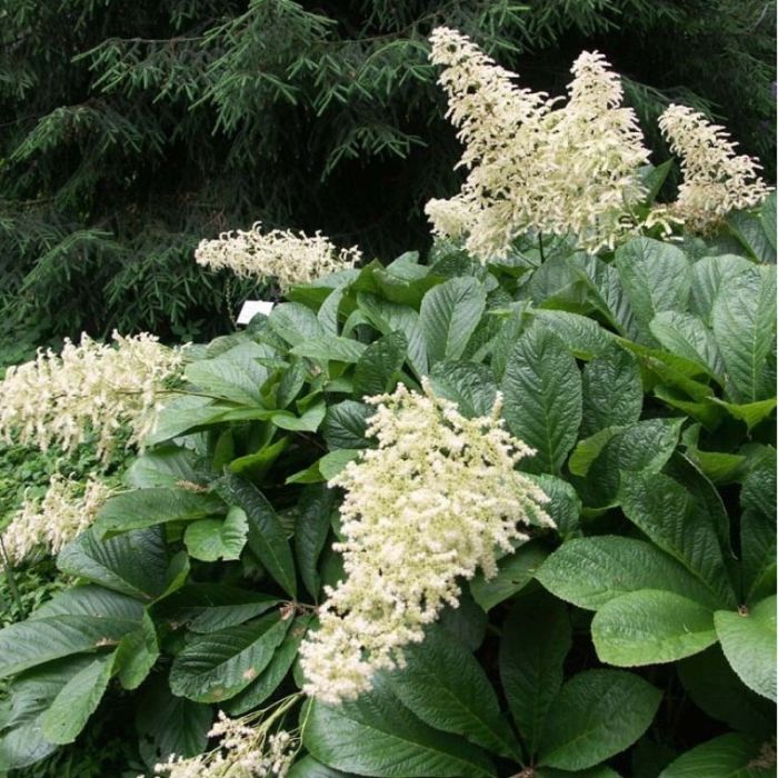 Rodgersia pinnata 'Alba'