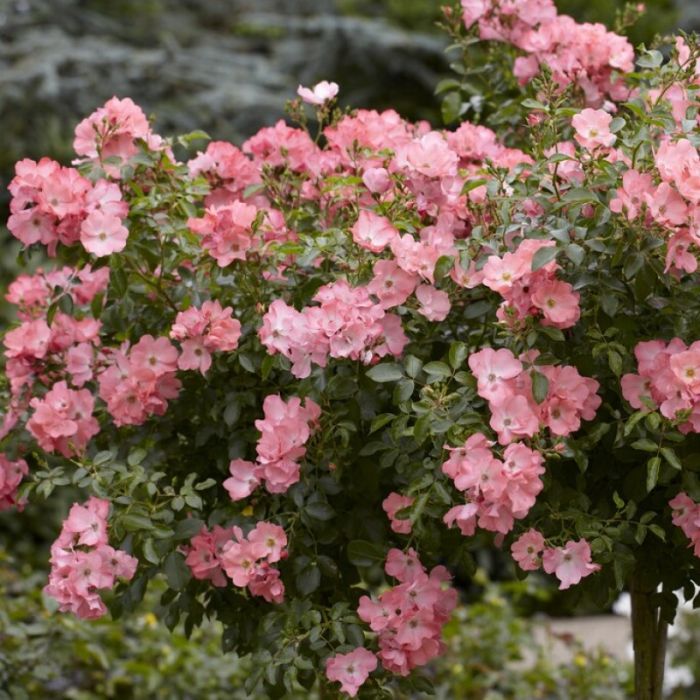 Rosa\u0020\u0027Pink\u0020Blanket\u0027 Rosa\u0020\u0027Pink\u0020Blanket\u0027