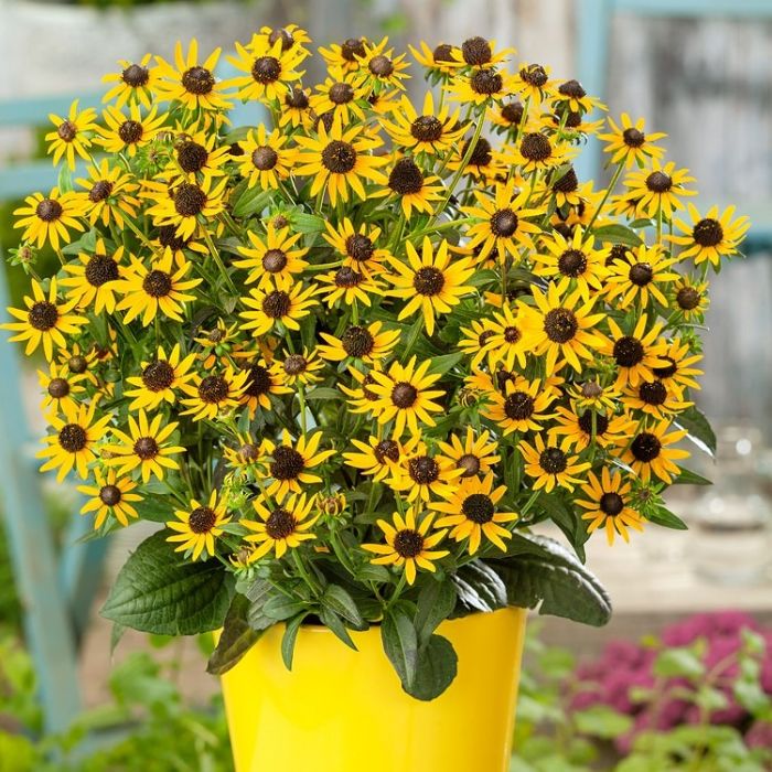 Rudbeckia fulgida 'Little Goldstar' - Zonnehoed