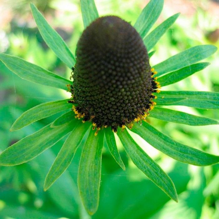 Rudbeckia occidentalis Green Wizard - Zonnehoed