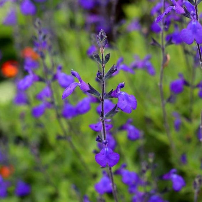 Salvia greggii 'Blue Note' - Salie
