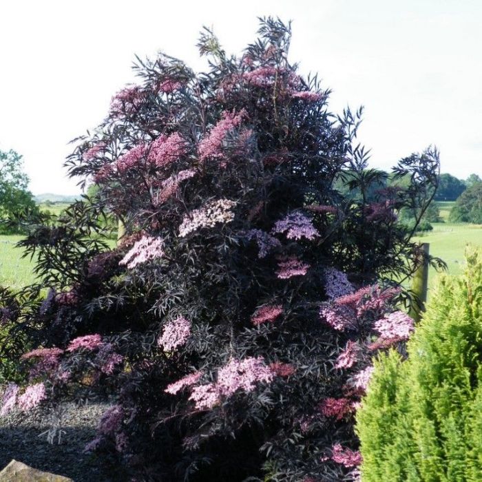 Sambucus nigra Black Lace Gewone Vlier kopen?