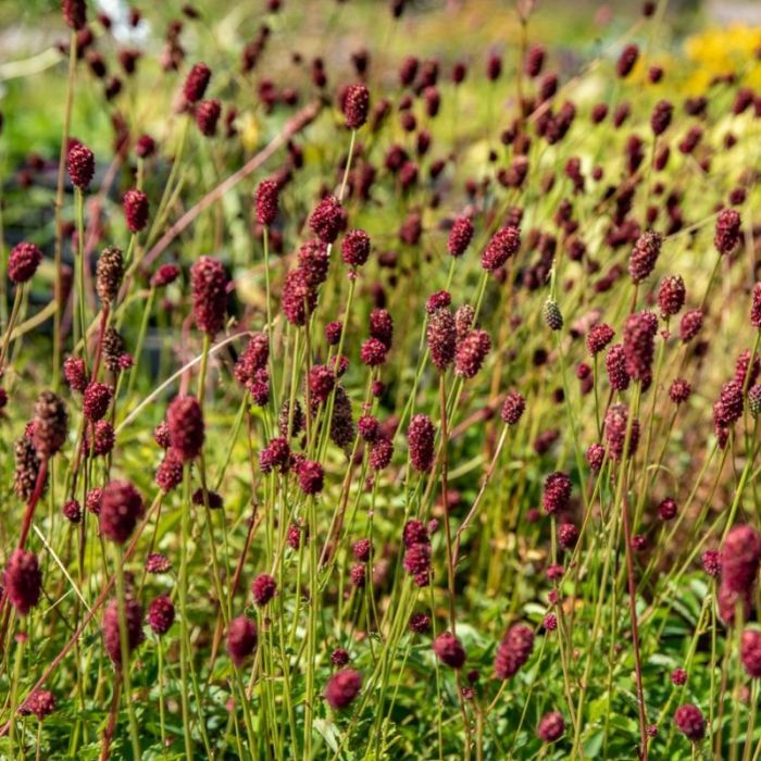 Sanguisorba officinalis 'Tanna' - Pimpernel