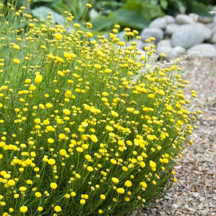 Santolina\u0020rosmarinifolia\u0020\u002D\u0020Heiligenbloem Santolina\u0020rosmarinifolia\u0020\u002D\u0020Heiligenbloem
