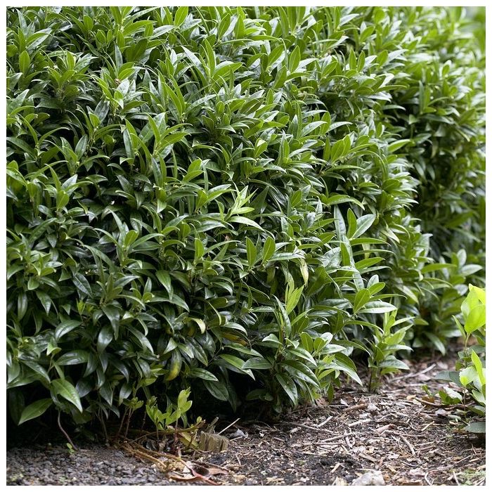 Sarcococca hookeriana humilis - Vleesbes
