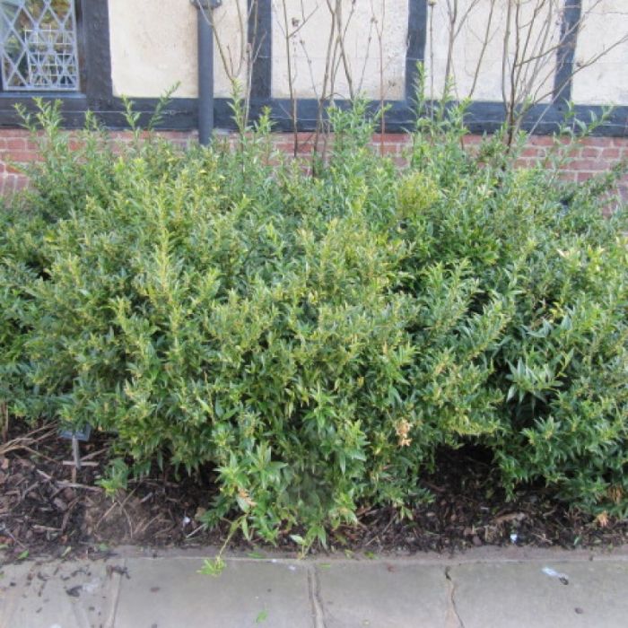 Sarcococca\u0020ruscifolia\u0020\u002D\u0020Vleesbes Sarcococca\u0020ruscifolia\u0020\u002D\u0020Vleesbes