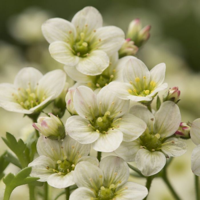 Saxifraga\u0020\u0027Limerock\u0027\u0020\u002D\u0020Steenbreek Saxifraga\u0020\u0027Limerock\u0027\u0020\u002D\u0020Steenbreek