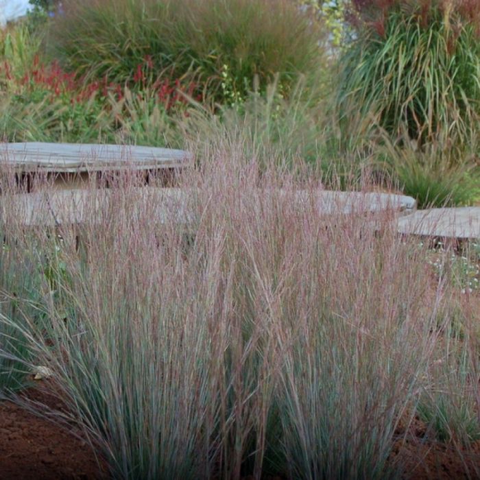 Schizachyrium\u0020scoparium\u0020\u0027Ha\u0020Ha\u0020Tonka\u0027\u0020\u002D\u0020Klein\u0020Prairiegras Schizachyrium\u0020scoparium\u0020\u0027Ha\u0020Ha\u0020Tonka\u0027\u0020\u002D\u0020Klein\u0020Prairiegras