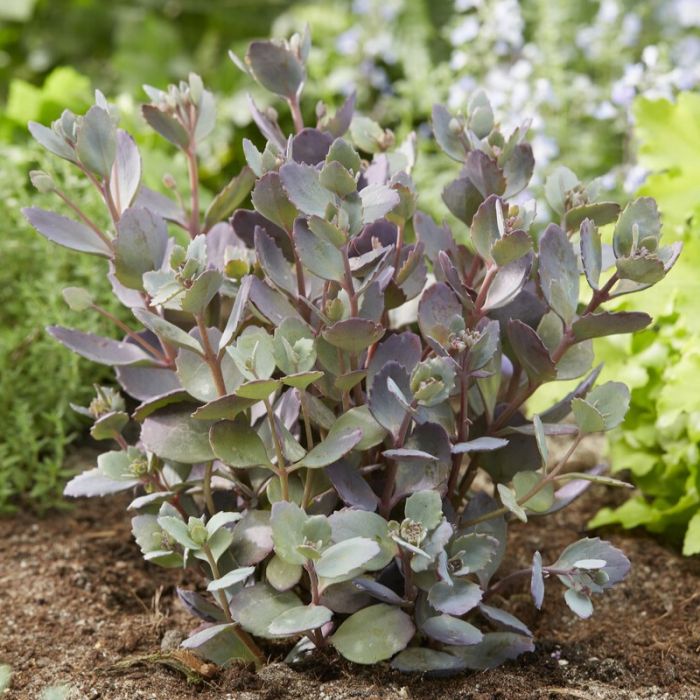 Sedum 'Red Sparkle' - Vetkruid