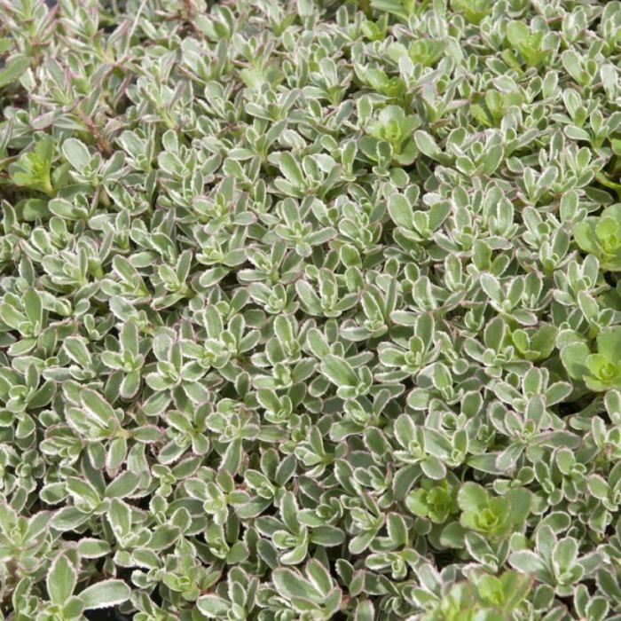 Sedum spurium 'Tricolor' - Vetkruid