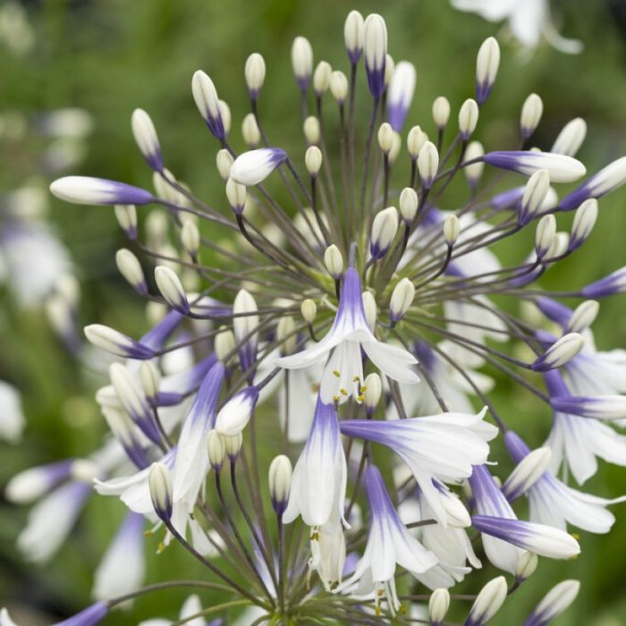 Agapanthus\u0020Fireworks\u0020\u002D\u0020Afrikaanse\u0020Lelie Agapanthus\u0020Fireworks\u0020\u002D\u0020Afrikaanse\u0020Lelie