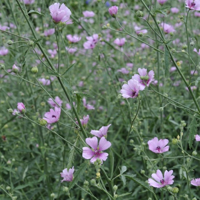 Althaea\u0020cannabina\u0020\u002D\u0020Hennepheemst Althaea\u0020cannabina\u0020\u002D\u0020Hennepheemst