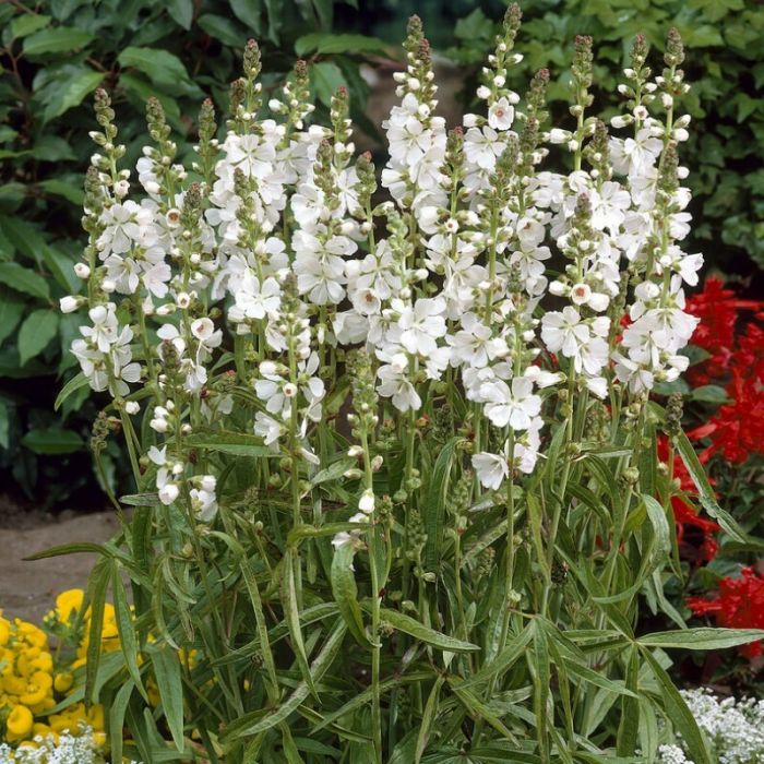 Sidalcea\u0020candida\u0020\u002D\u0020Prairiemalva Sidalcea\u0020candida\u0020\u002D\u0020Prairiemalva