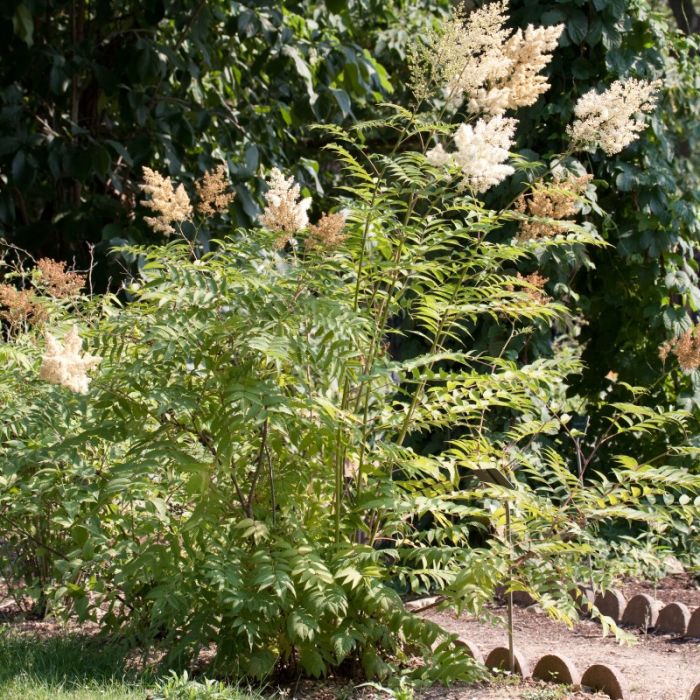 Sorbaria\u0020sorbifolia\u0020\u0027Sem\u0027\u0020\u002D\u0020Lijsterbesspirea Sorbaria\u0020sorbifolia\u0020\u0027Sem\u0027\u0020\u002D\u0020Lijsterbesspirea