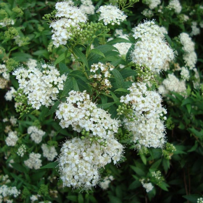 Spiraea japonica 'Albiflora'