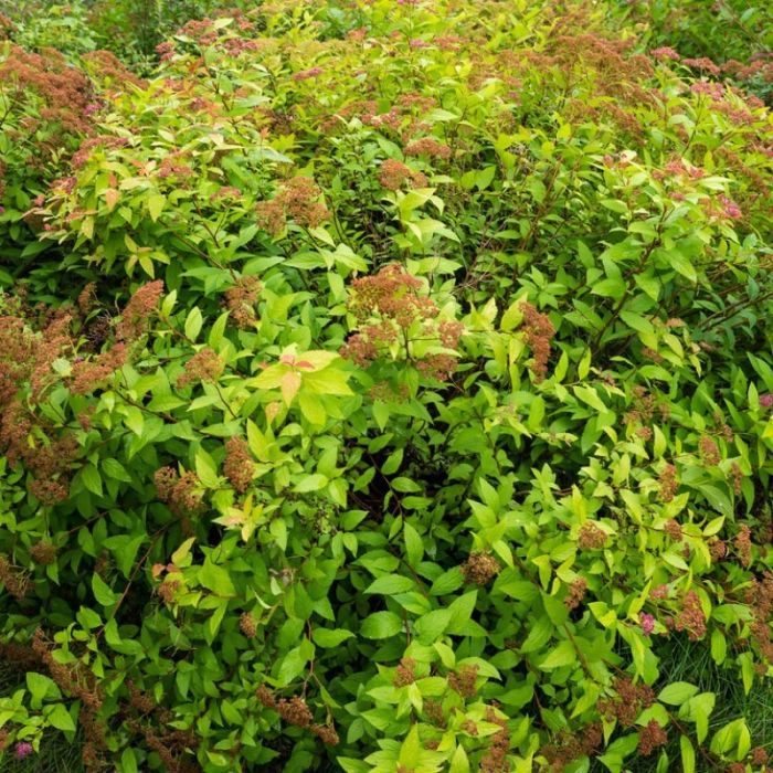 Spiraea\u0020japonica\u0020\u0027Goldflame\u0027\u0020\u002D\u0020Spierstruik Spiraea\u0020japonica\u0020\u0027Goldflame\u0027\u0020\u002D\u0020Spierstruik