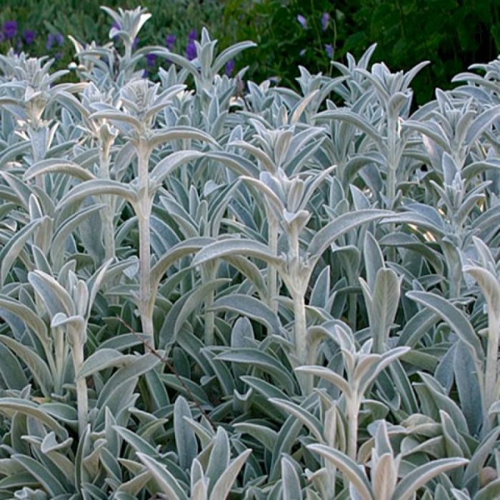 Stachys byzantina 'Silver Carpet' - Ezelsoor