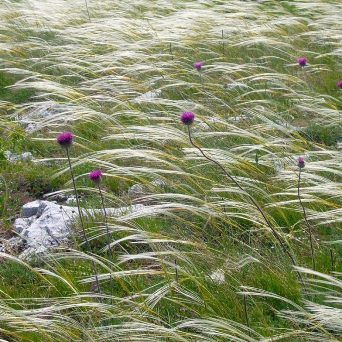 Stipa pennata - Vedergras