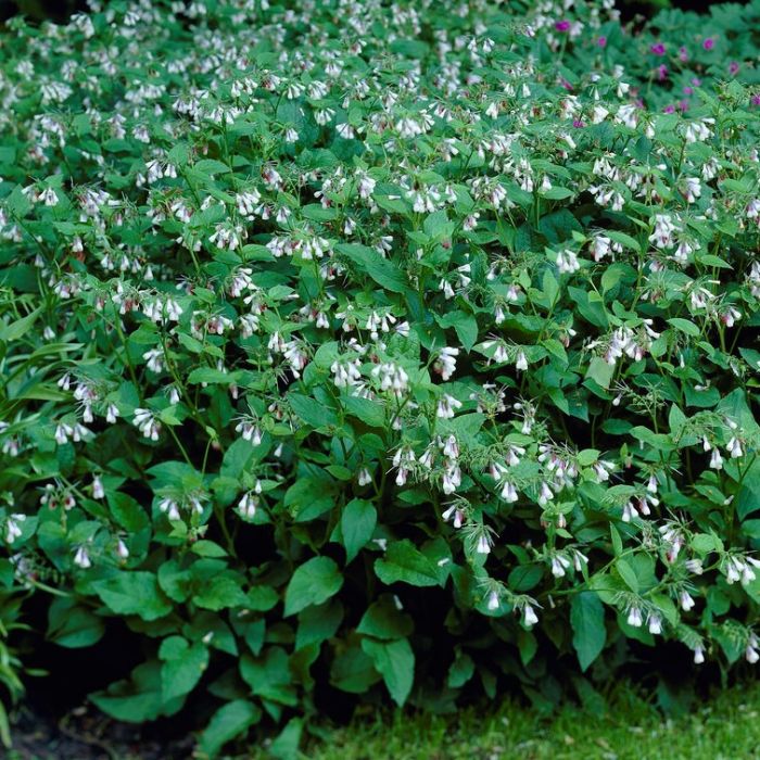 Symphytum grandiflorum 'Wisley Blue' - Smeerwortel