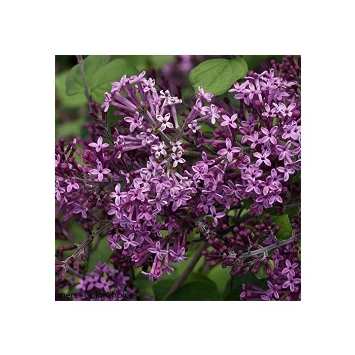 Syringa bloomerang 'Dark Purple' op stam - Dwergsering