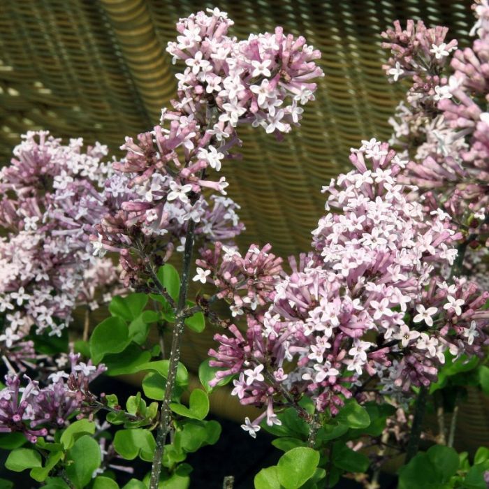 Syringa meyeri 'Palibin' - Dwergsering