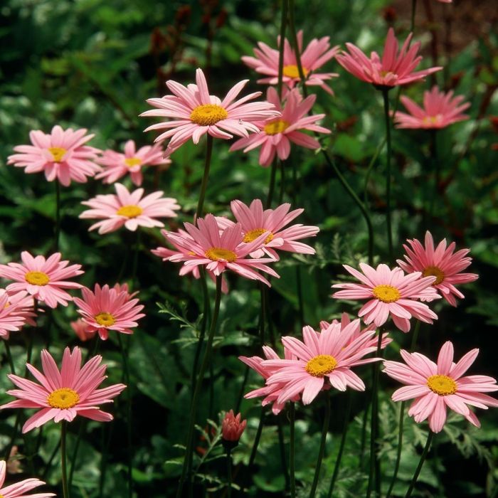 Tanacetum\u0020coccineum\u0020\u0027Robinson\u0027s\u0020Rose\u0027\u0020\u002D\u0020Wormkruid Tanacetum\u0020coccineum\u0020\u0027Robinson\u0027s\u0020Rose\u0027\u0020\u002D\u0020Wormkruid