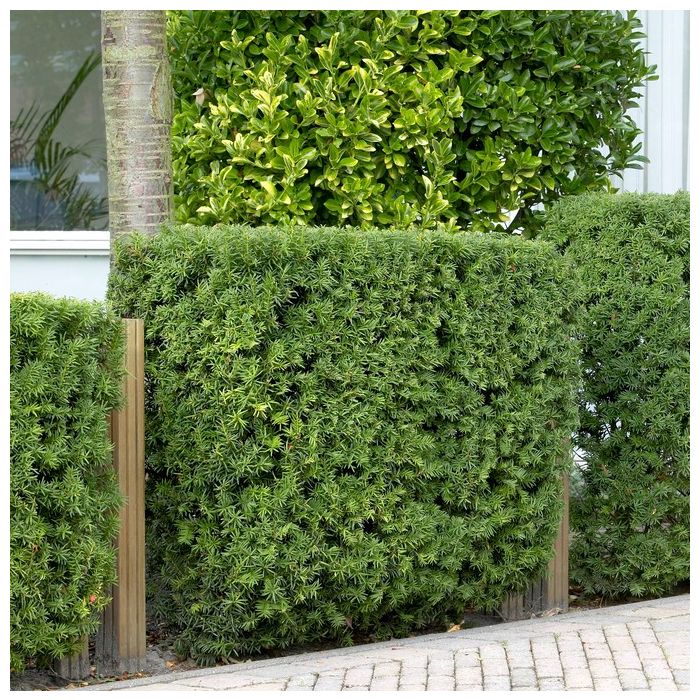 20 x Taxus baccata - Taxushaag 125-150cm