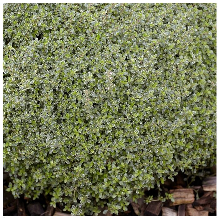 Thymus citriodorus 'Silver Queen' - Citroentijm